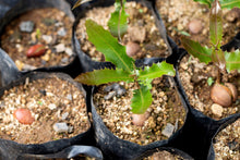 Load image into Gallery viewer, 1,000,000 Macadamia Tree Planting Project