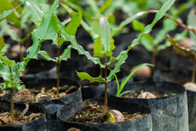 Load image into Gallery viewer, 1,000,000 Macadamia Tree Planting Project