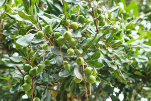 1,000,000 Macadamia Tree Planting Project