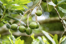 Load image into Gallery viewer, 1,000,000 Macadamia Tree Planting Project