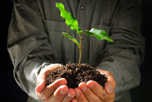 Load image into Gallery viewer, 1,000,000 Macadamia Tree Planting Project