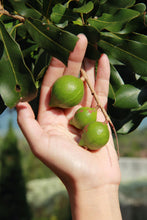 Load image into Gallery viewer, 1,000,000 Macadamia Tree Planting Project