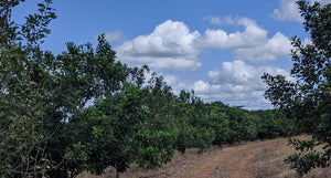 1,000,000 Macadamia Tree Planting Project